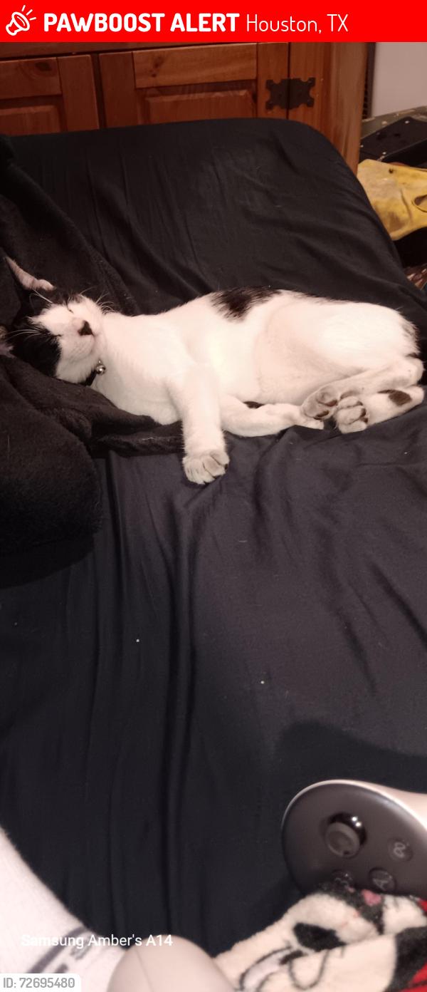 Lost Male Cat last seen West little York, Houston, TX 77040