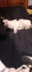 Lost Male Cat last seen West little York, Houston, TX 77040