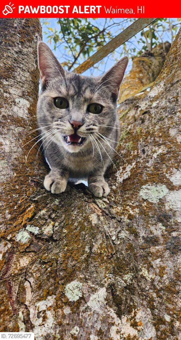 Lost Female Cat last seen Star Ranch, Waimea, HI 96743