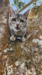 Lost Female Cat last seen Star Ranch, Waimea, HI 96743