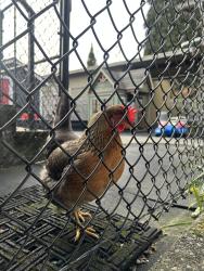 Found/Stray Female Other last seen 80th and 16th NE, Seattle, WA 98103