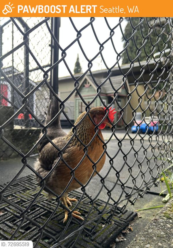 Found/Stray Female Other last seen 80th and 16th NE, Seattle, WA 98103