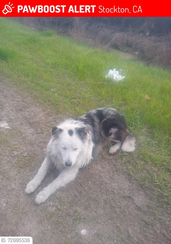 Lost Male Dog last seen Arch rd , Stockton, CA 95213