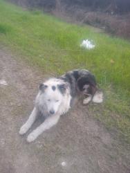 Lost Male Dog last seen Arch rd , Stockton, CA 95213