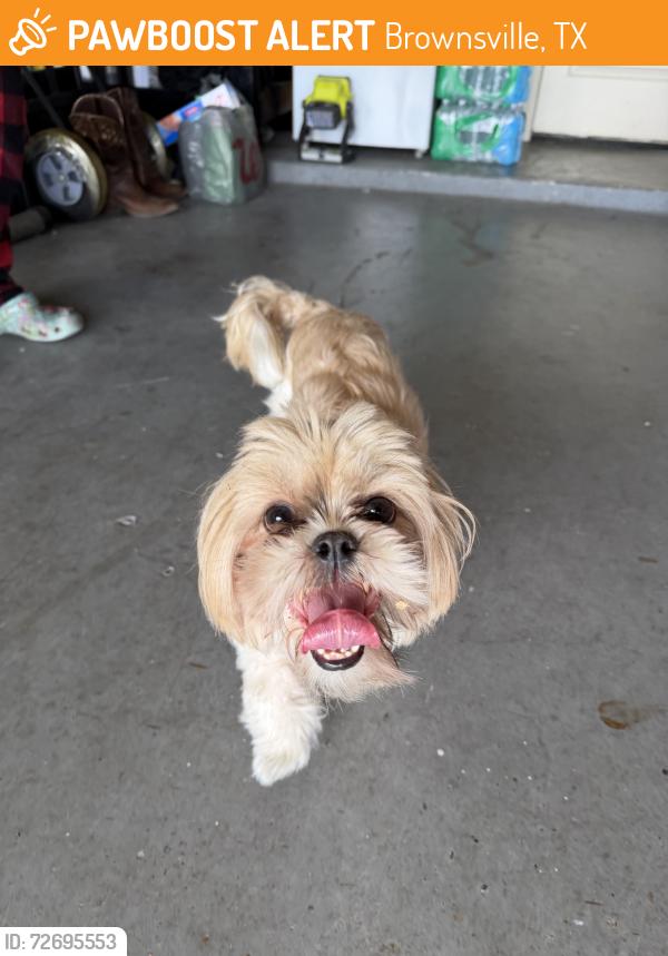 Found/Stray Male Dog last seen Villa los pinos, Brownsville, TX 78520