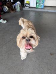 Found/Stray Male Dog last seen Villa los pinos, Brownsville, TX 78520