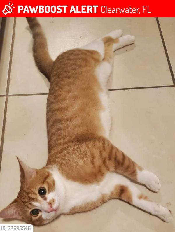 Lost Male Cat last seen Lime st and Hillcrest , Clearwater, FL 33756