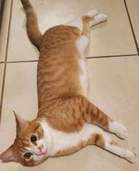 Lost Male Cat last seen Lime st and Hillcrest , Clearwater, FL 33756