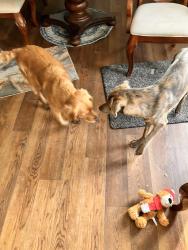 Lost Female Dog last seen Almira and Almira Court, Bremerton, WA 98310