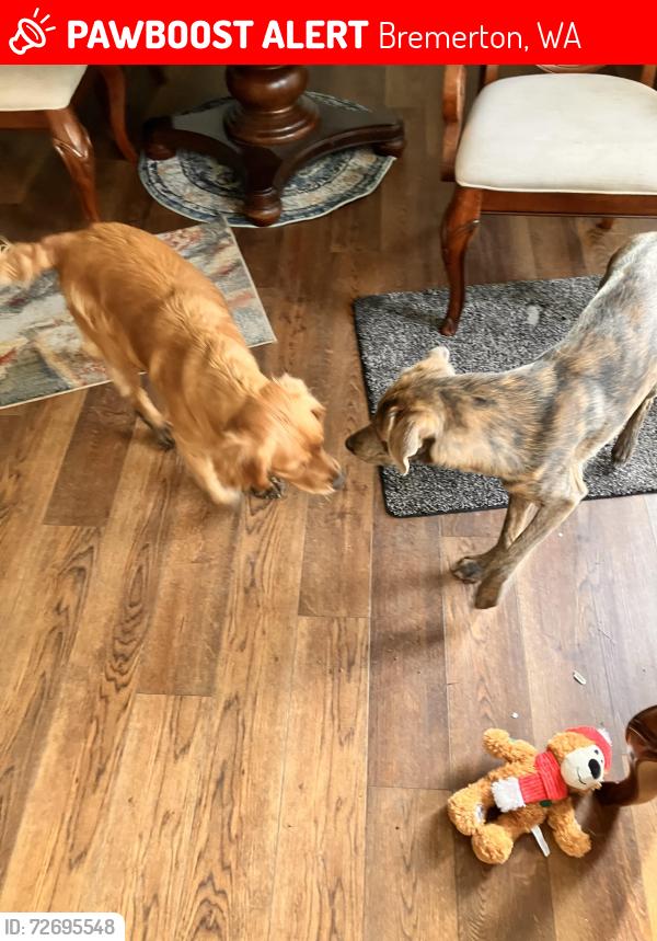 Lost Female Dog last seen Almira and Almira Court, Bremerton, WA 98310