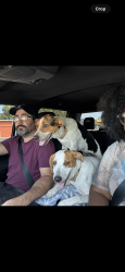 Lost Female Dog last seen Oakdale Church Road Area, White County, AR 72081