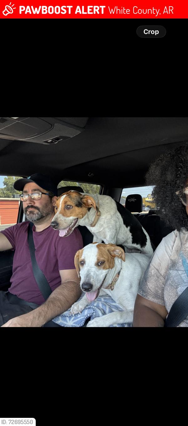 Lost Female Dog last seen Oakdale Church Road Area, White County, AR 72081