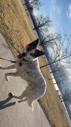 Lost Male Dog last seen Lambertson Lakes Area, Thornton, CO 80229