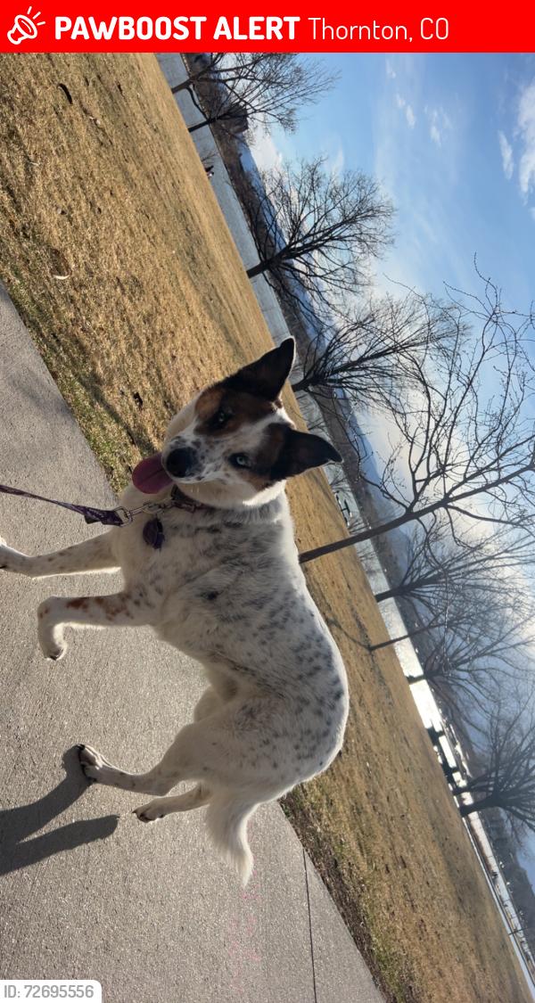 Lost Male Dog last seen Lambertson Lakes Area, Thornton, CO 80229