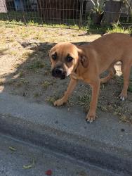 Found/Stray Female Dog last seen Franklin and Fruit. Off of Belmont, Fresno, CA 93705