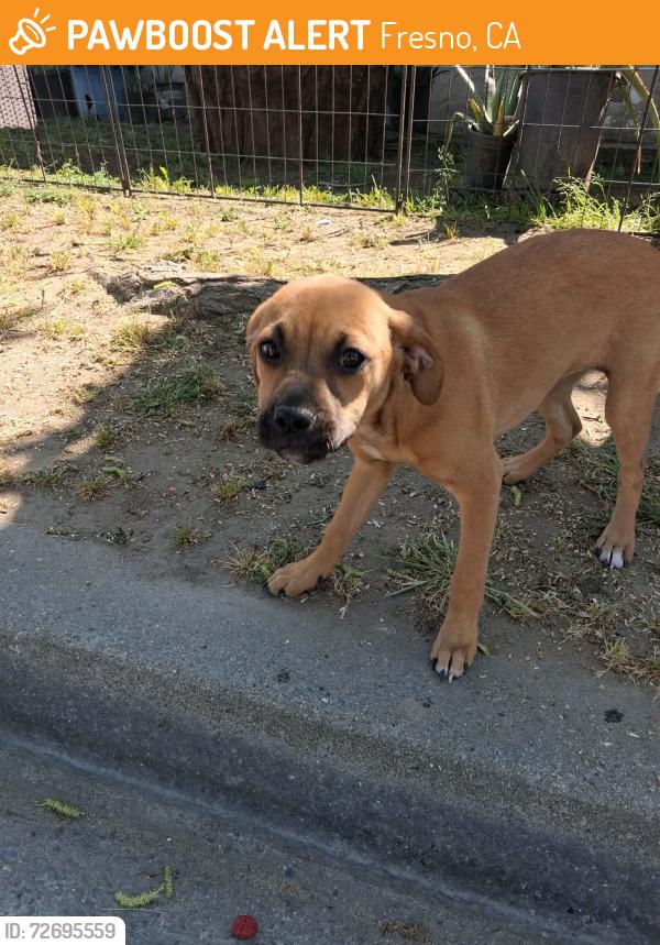 Found/Stray Female Dog last seen Franklin and Fruit. Off of Belmont, Fresno, CA 93705