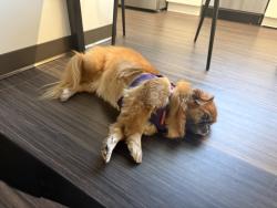 Found/Stray Unknown Dog last seen Pga and military, Palm Beach Gardens, FL 33410