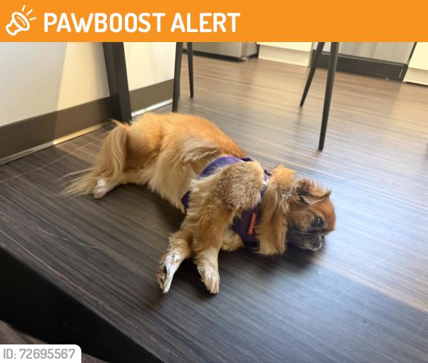 Found/Stray Unknown Dog last seen Pga and military, Palm Beach Gardens, FL 33410