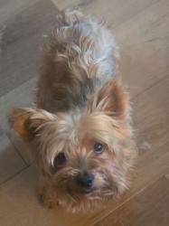 Lost Female Dog last seen Ame lane Royse City Texas, Royse City, TX 75189