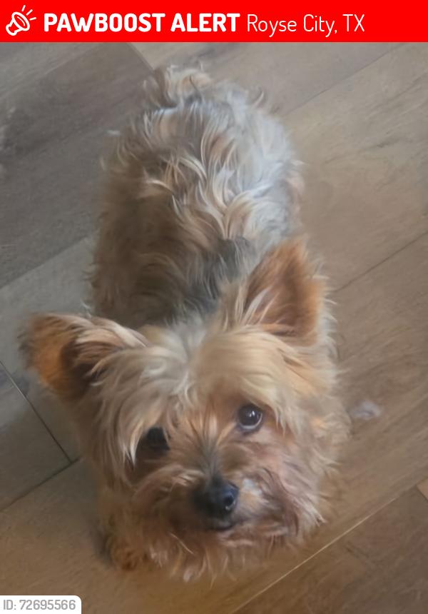 Lost Female Dog last seen Ame lane Royse City Texas, Royse City, TX 75189