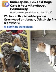 Lost Male Dog last seen Greenwood IN /  Indpls , Indianapolis, IN 46237
