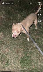 Lost Male Dog last seen near the elementary school , Round Rock, TX 78665