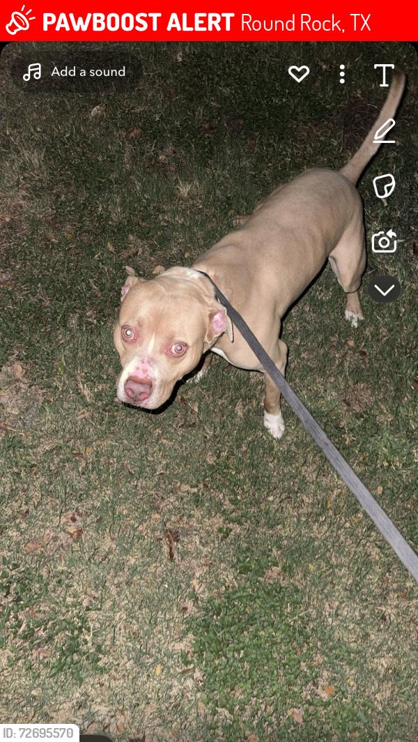 Lost Male Dog last seen near the elementary school , Round Rock, TX 78665