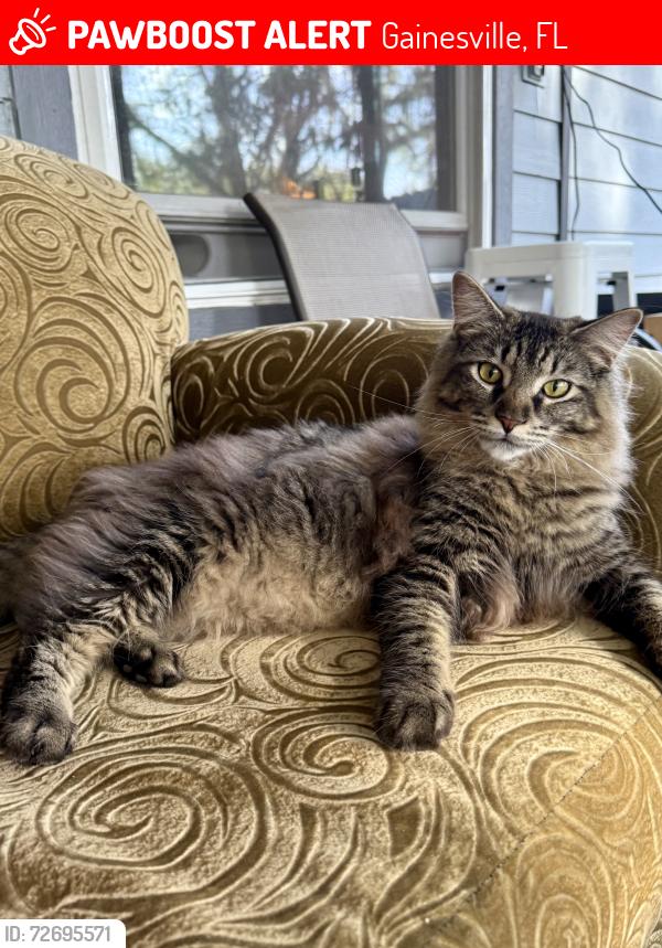 Lost Male Cat last seen Near Westside park , Gainesville, FL 32605