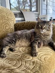 Lost Male Cat last seen Near Westside park , Gainesville, FL 32605