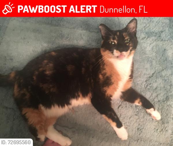 Lost Female Cat last seen Near the old Flying Orange convenience store, Dunnellon, FL 34432