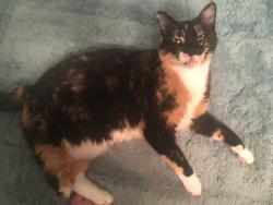 Lost Female Cat last seen Near the old Flying Orange convenience store, Dunnellon, FL 34432