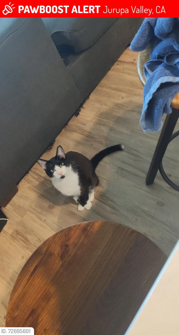 Lost Male Cat last seen hmstd , Jurupa Valley, CA 91752