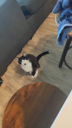 Lost Male Cat last seen hmstd , Jurupa Valley, CA 91752