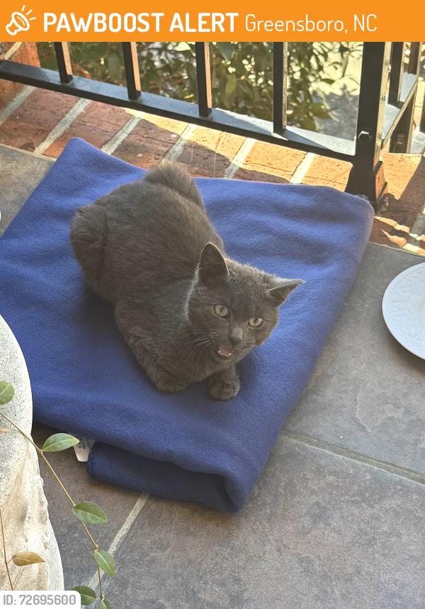 Found/Stray Unknown Cat last seen Jefferson Woods/Hobbs Road 27410, Greensboro, NC 27410