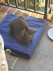 Found/Stray Unknown Cat last seen Jefferson Woods/Hobbs Road 27410, Greensboro, NC 27410