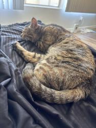 Found/Stray Female Cat last seen Near Magnolia Ave Riverside, CA  92504 United States, Riverside, CA 92504