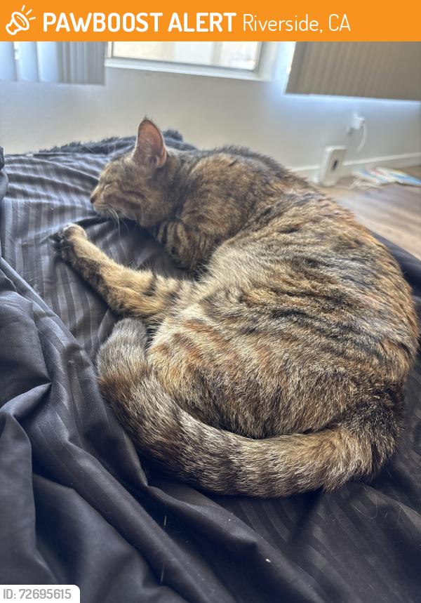 Found/Stray Female Cat last seen Near Magnolia Ave Riverside, CA  92504 United States, Riverside, CA 92504