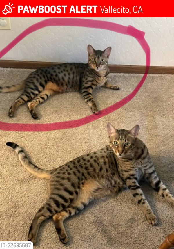 Lost Male Cat last seen Vallecito/Murphys Ca, Vallecito, CA 95251