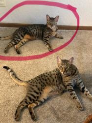 Lost Male Cat last seen Vallecito/Murphys Ca, Vallecito, CA 95251