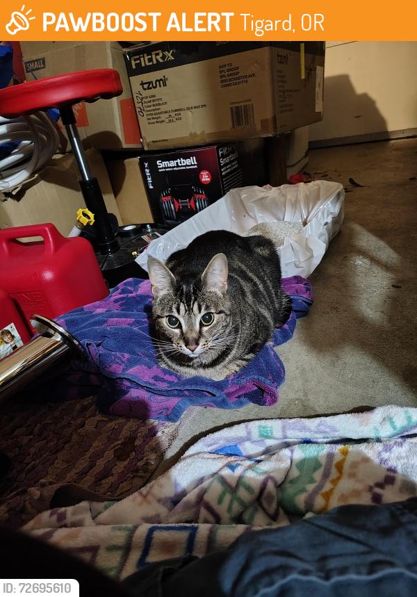 Found/Stray Male Cat last seen My hse on SW glacier lily, Tigard, OR 97223