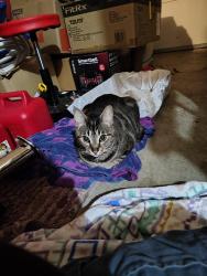 Found/Stray Male Cat last seen My hse on SW glacier lily, Tigard, OR 97223
