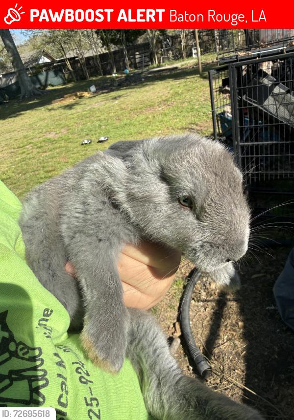 Lost Female Rabbit last seen Park, Baton Rouge, LA 70809