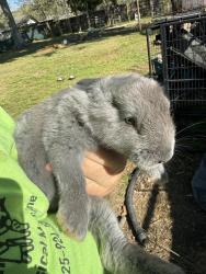 Lost Female Rabbit last seen Park, Baton Rouge, LA 70809