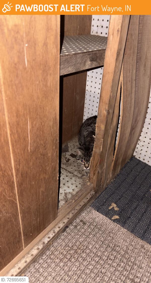 Found/Stray Female Cat last seen Pontiac , Fort Wayne, IN 46806