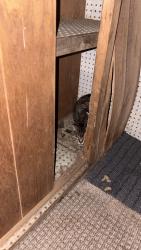 Found/Stray Female Cat last seen Pontiac , Fort Wayne, IN 46806