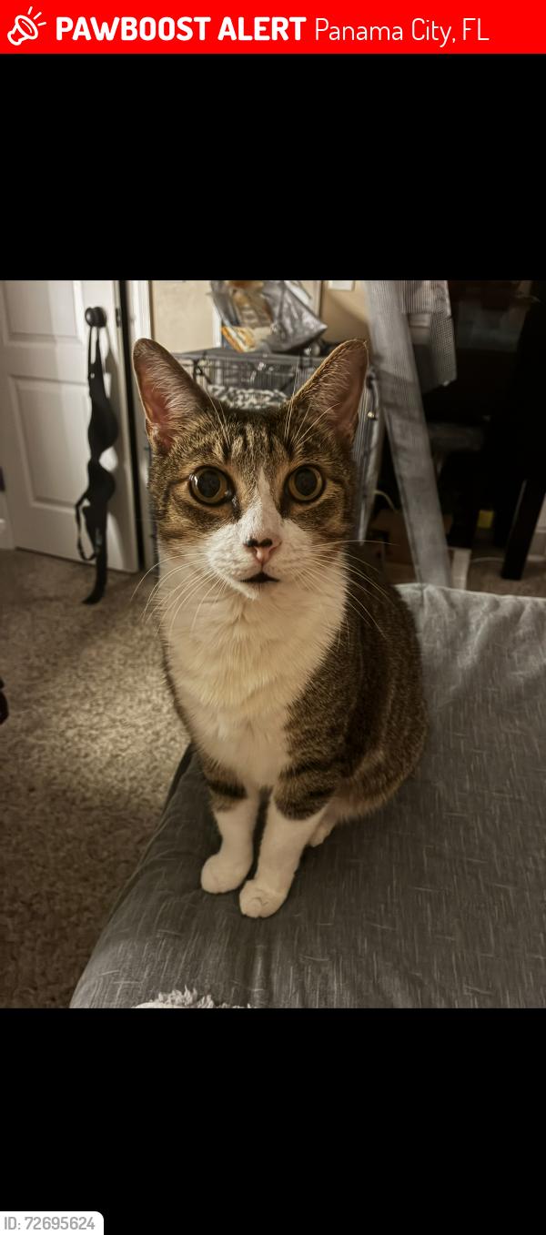 Lost Male Cat last seen At  he was laying on the porch getting some sun, we live off of john pitts, not really near anything he would walk to. , Panama City, FL 32404