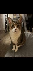 Lost Male Cat last seen At  he was laying on the porch getting some sun, we live off of john pitts, not really near anything he would walk to. , Panama City, FL 32404