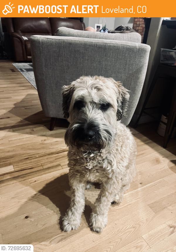 Found/Stray Male Dog last seen 57th St & Monroe Ave, Loveland, CO, Loveland, CO 80538