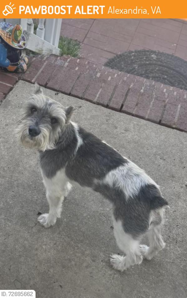 Found/Stray Male Cat last seen Richmond Hwy + Memorial Street, Alexandria, VA 22307