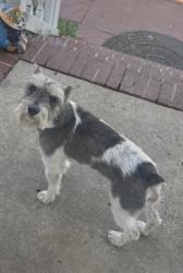 Found/Stray Male Cat last seen Richmond Hwy + Memorial Street, Alexandria, VA 22307